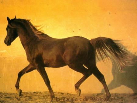 un chevaux très bo